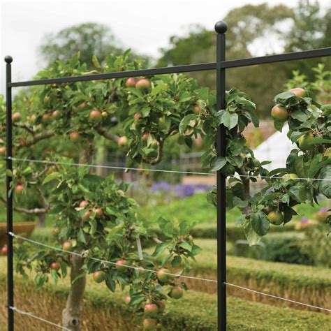 apple tree support systems.